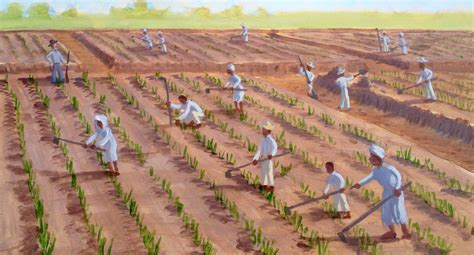 The Brutal Reality Of Rice Plantations | AftonVilla.com