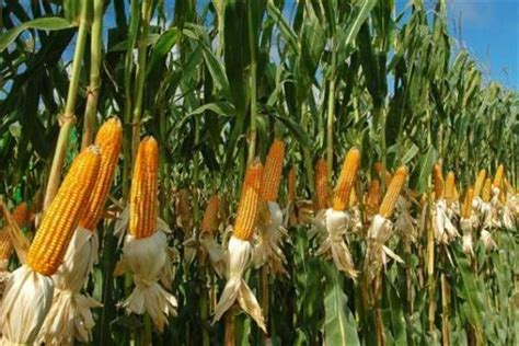 Enhances farmer income through maize cultivation in Kashmir