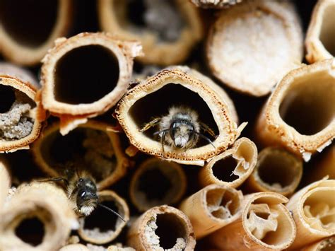 Mason Bee Houses | Kellogg Garden Organics™