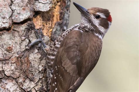 12 Species of Woodpeckers in Arizona - Birdwatching Central