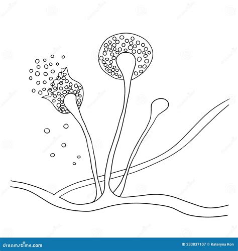 Structure of Mucor Mold, Black Fungus, Bread Mold Fungi Stock ...