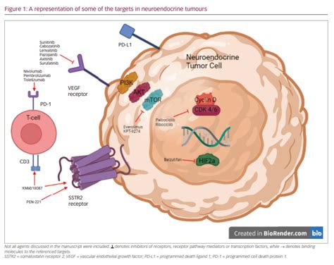 Advances in Targeted Therapy for Patients with Neuroendocrine Tumours ...