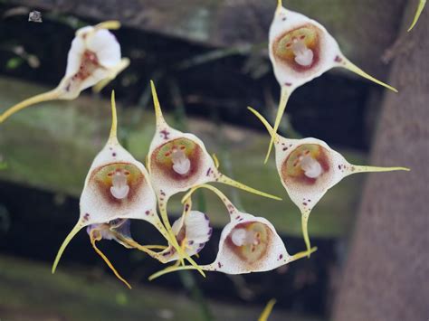 How To Care For Monkey Face Orchids (Dracula Simia) - Complete Guide ...