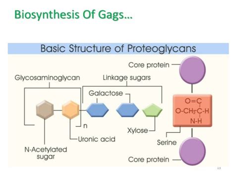 Metabolism of mucopolysaccharides