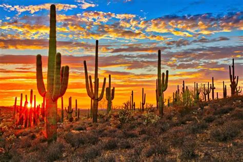 Secrets of our Sonoran Desert - The Luckys North Scottsdale North ...