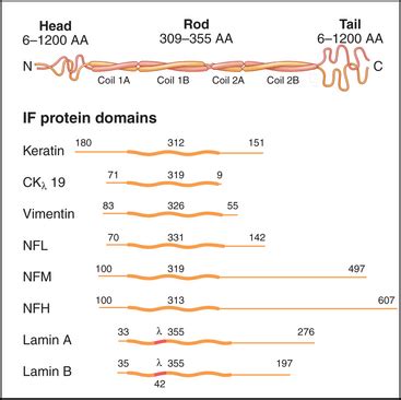 Intermediate Filaments | Basicmedical Key