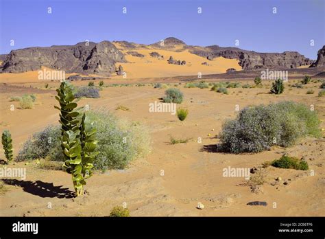 DESERT PLANTS AND SHRUBS IN THE SAHARA REGION IN ALGERIA. SAFARI AND ...