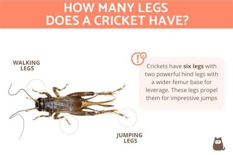 Cricket Legs Anatomy- How Many and What Do They Do?