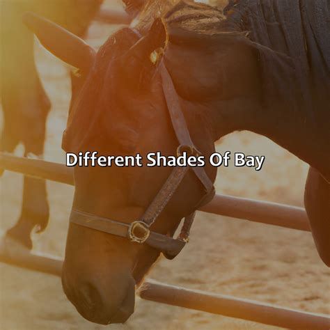 What Color Is A Bay Horse - colorscombo.com