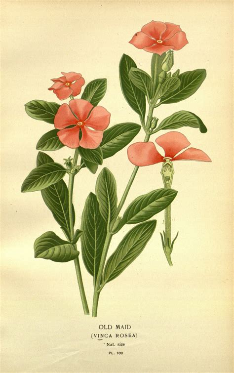 Catharanthus roseus (L.), Vinca Rosea, Old Maid, Madagascar periwinkle ...