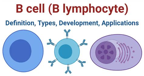 B cell (B lymphocyte)- Definition, Types, Development, Applications