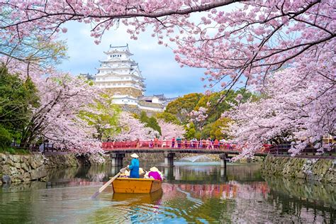 Why Kyoto's cherry blossoms have bloomed unusually early