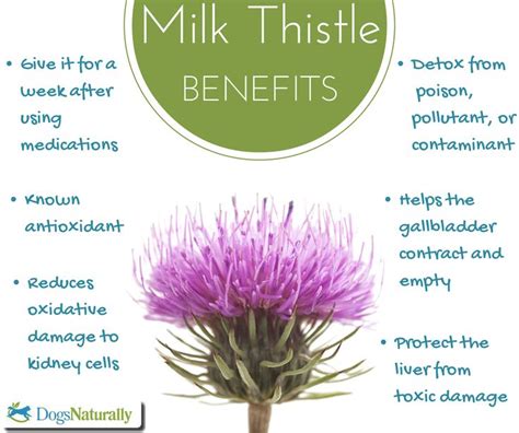 Pin by tricia minter on ANIMAL HEALTH | Milk thistle benefits, Milk ...