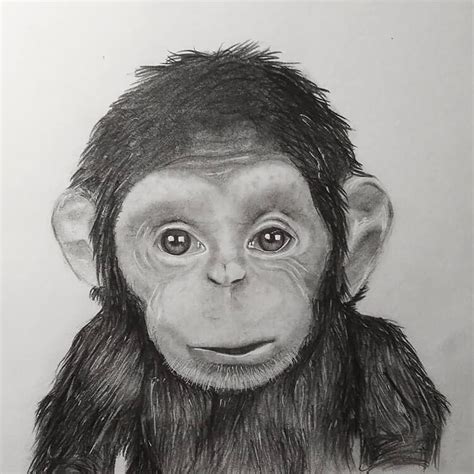 22 Monkey Drawing Ideas - How To Draw Monkey - DIYsCraftsy