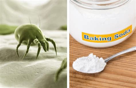 Does Baking Soda Kill Dust Mites? Here's the Answer!