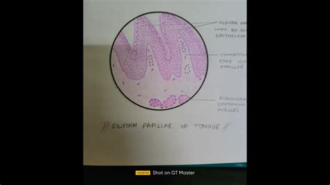 Drawing Histological Diagram of Filiform Papillae #diagram #histology # ...