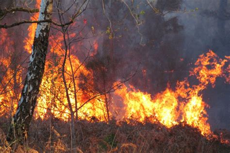 Feux de forêts en Sarthe : 6000 m2 de récoltes, feuillus et résineux ...