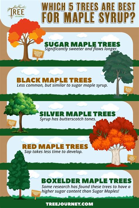 5 Trees That Produce Maple Syrup (And How To Tap Them) - Tree Journey