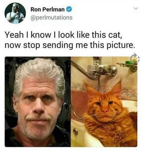 ron | Ron Perlman Cats | Know Your Meme