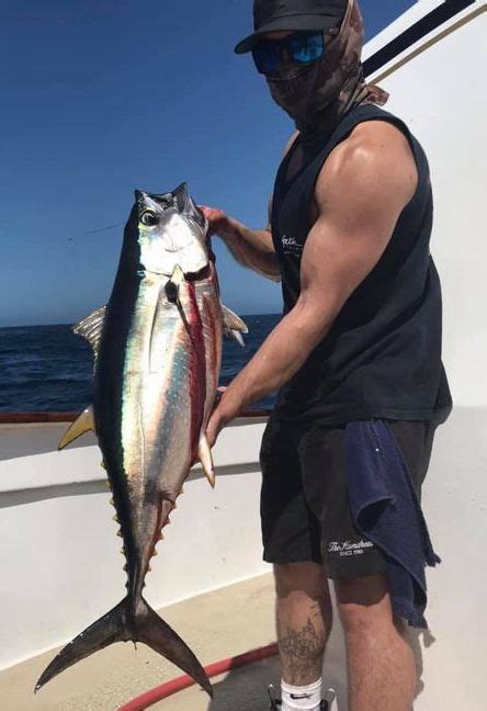 San Diego Fish Report - Fish Report - Limits of Yellowfin - October 6, 2020