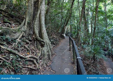 Springbrook National Park - Queensland Australia Stock Image - Image of ...