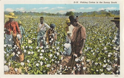 Phil Beard: Cotton Cultivation on Postcards