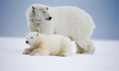 Baby Animals and Their Moms | Stories | WWF