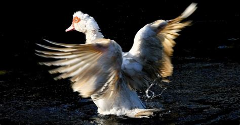 The Life Journey in Photography: Muscovy Duck @ Taman Melawati Hill ...