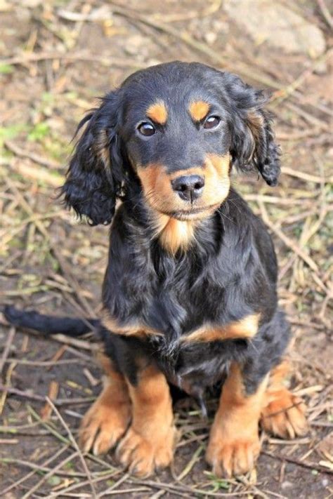 The 21 Cutest Black and Tan Cocker Spaniel Pics That Will Cheer You Up ...