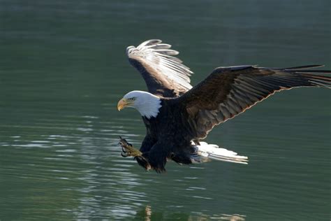 Posterazzi: Close Up Of A Bald Eagle Catching A Fish Out Of The Inside ...