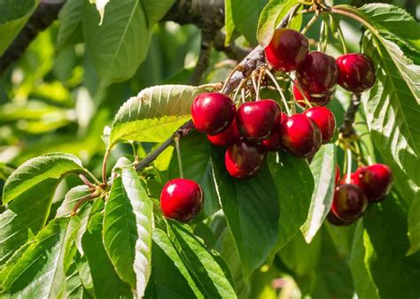 10 types of cherry trees ???? ???? Dive into the world of sweet and ...