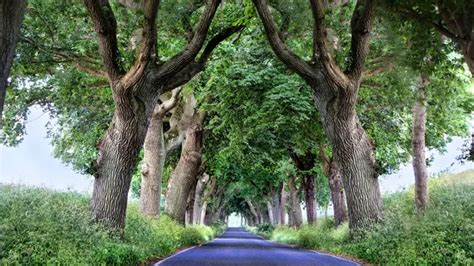 Tes Kepribadian: Pilih Jalan di Hutan dan Temukan Sisi Tersembunyi Anda ...