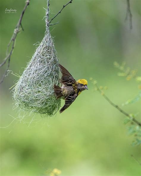 Baya Weaver & It s Nest Photograph by Rohit - Fine Art America