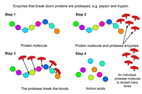 Protease Enzyme in Poultry Feed | Engormix