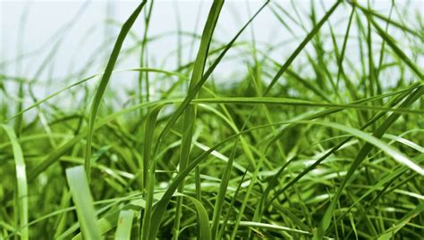 20 types of grass and their scientific names - InsightWeeds