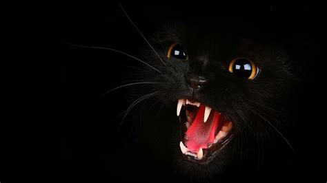 Black Cat 3D Wallpapers - Top Free Black Cat 3D Backgrounds ...