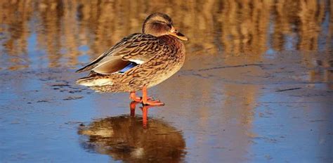 How wildlife in ponds has evolved to survive frozen water—and how you ...