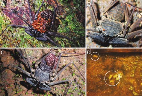 -Ectoparasites of some Amblypygi species. (a, c) The amblypygid ...