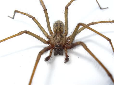 BugBlog: Agelenidae: funnel weaver spiders