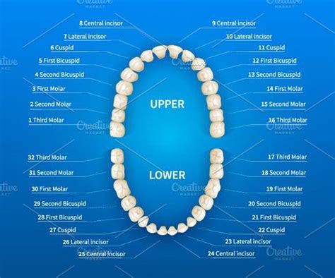 Adult tooth numbering chart | Teeth diagram, Tooth chart, Human mouth