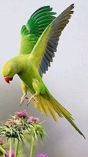 7 Best Tota images | Parakeet, Beautiful birds, Birds