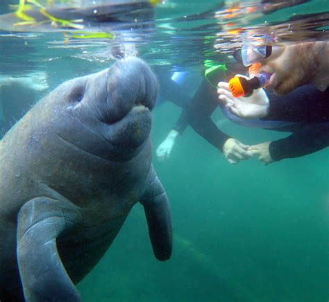 FACT OR FICTION? The age of a manatee can be determined by their teeth ...