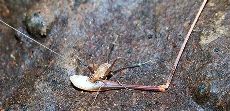 Cave Crickets Monitoring (U.S. National Park Service)