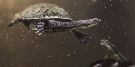 Australian snake-necked turtle | Smithsonian's National Zoo and ...