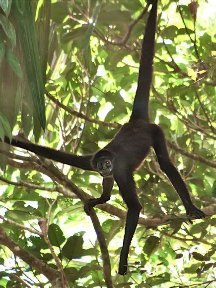 brown spider monkey habitat : Biological Science Picture Directory ...