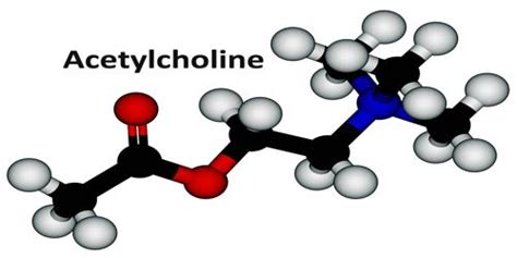 Acetylcholine - Assignment Point