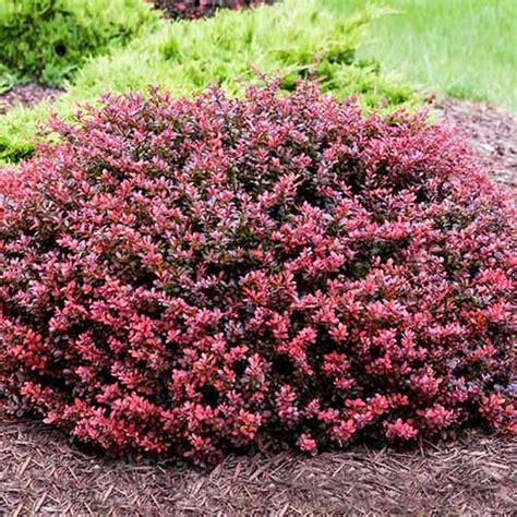 How to Grow and Care for Barberry Bushes | Gardener’s Path