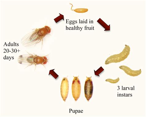 Fruit Flies, Gnats or Drain Flies - Pronto Pest Management