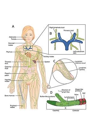 Lymphatic system - Wikipedia