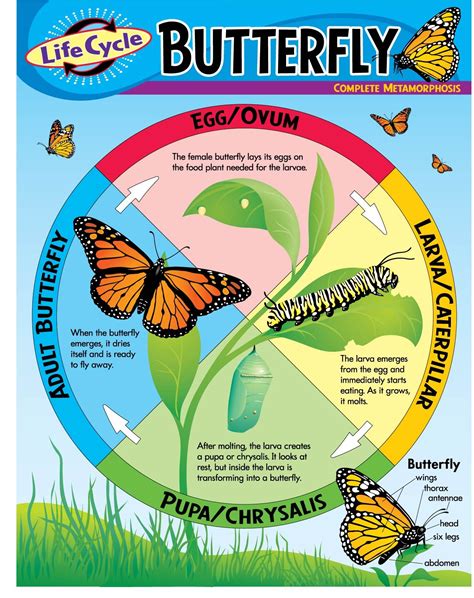 Life Cycle Of A Butterfly Diagram